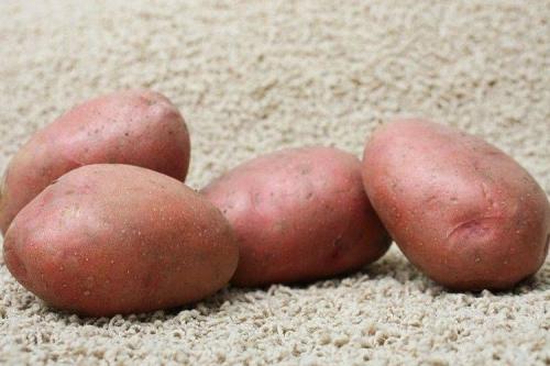 Белароссо картофель описание. Описание сорта и фото 13 Белароссо картофель описание. Описание сорта и фото 13