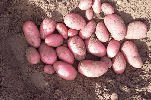 Картофель Беллароза вкусовые качества. Описание сорта картофеля Беллароза