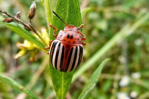 Картофель Беллароза вкусовые качества. Описание сорта картофеля Беллароза