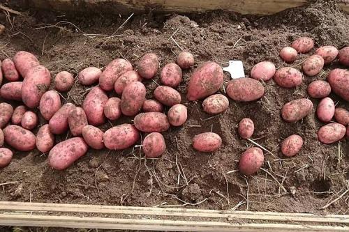 Картофель Беллароза вкусовые качества. Описание сорта картофеля Беллароза