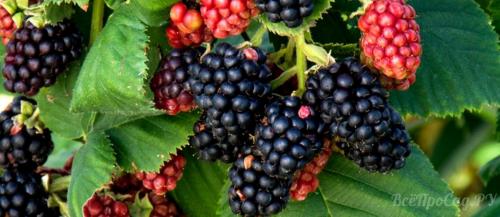 Как обеспечить оптимальное увлажнение для ежевики садовой. Сорта ежевики