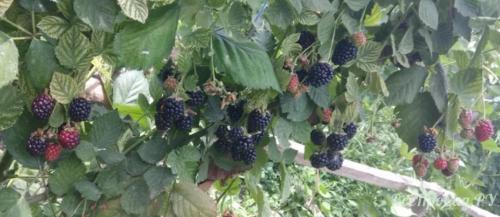 Как обеспечить оптимальное увлажнение для ежевики садовой. Сорта ежевики