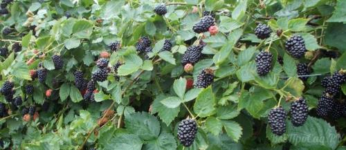 Как обеспечить оптимальное увлажнение для ежевики садовой. Сорта ежевики