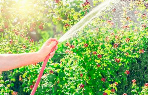 Узнайте, как посадить и ухаживать за ежевикой садовой: 5 золотых правил 13 Узнайте, как посадить и ухаживать за ежевикой садовой: 5 золотых правил 13