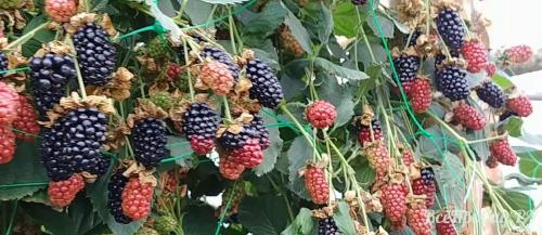 Как обеспечить оптимальное увлажнение для ежевики садовой. Сорта ежевики