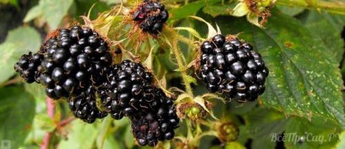 Как обеспечить оптимальное увлажнение для ежевики садовой. Сорта ежевики