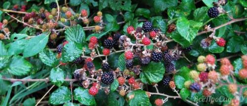 Как обеспечить оптимальное увлажнение для ежевики садовой. Сорта ежевики