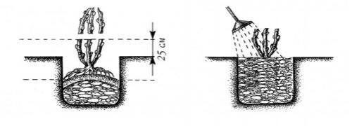 Узнайте, как посадить и ухаживать за ежевикой садовой: 5 золотых правил 09 Узнайте, как посадить и ухаживать за ежевикой садовой: 5 золотых правил 09