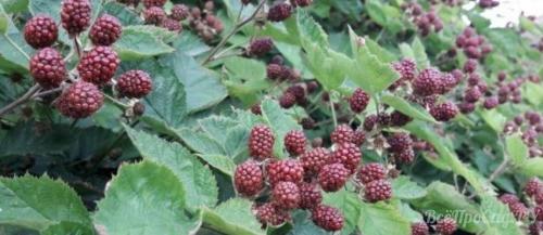 Как обеспечить оптимальное увлажнение для ежевики садовой. Сорта ежевики