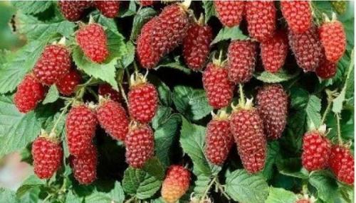 Как обеспечить оптимальное увлажнение для ежевики садовой. Сорта ежевики