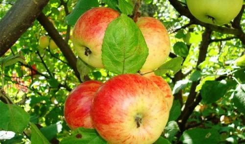 Лучшие сорта летних яблонь для средней полосы. Популярные сорта яблонь: зимостойкие и устойчивые к парше