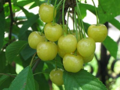 Ранние сорта черешни