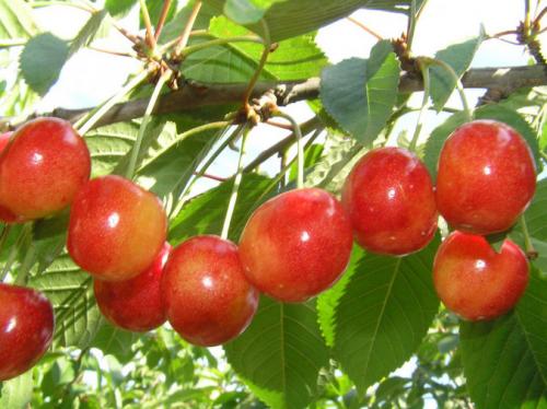 Ранние сорта черешни 16