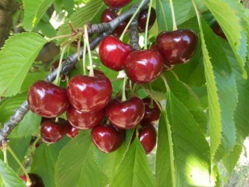 Ранние сорта черешни