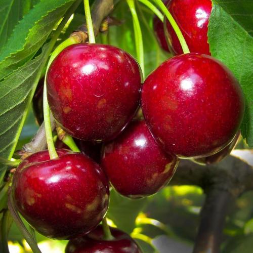 Ранние сорта черешни 21