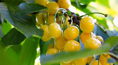 Ранние сорта черешни 22