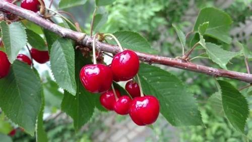 Ранние сорта черешни