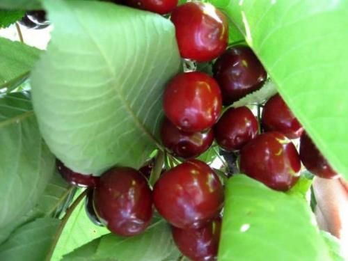 Ранние сорта черешни