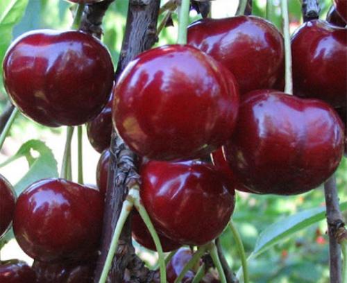 Ранние сорта черешни 23