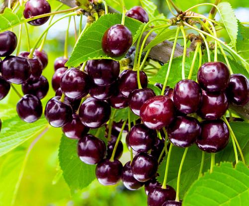 Ранние сорта черешни 15