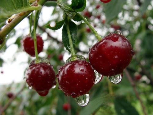 Ранние сорта черешни для черноземья. Чем выращивание черешни в средней полосе будет отличаться от выращивания вишни