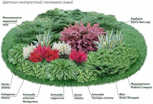 8 растений для цветника. Готовые схемы красивых клумб разной формы из многолетних цветов в Подмосковье для начинающих 