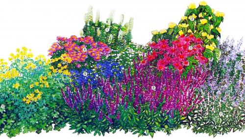 8 растений для цветника. Готовые схемы красивых клумб разной формы из многолетних цветов в Подмосковье для начинающих