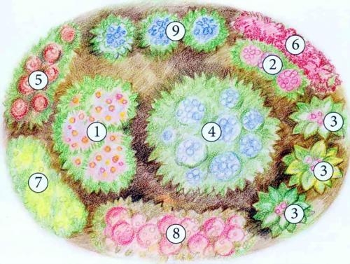 8 растений для цветника. Готовые схемы красивых клумб разной формы из многолетних цветов в Подмосковье для начинающих