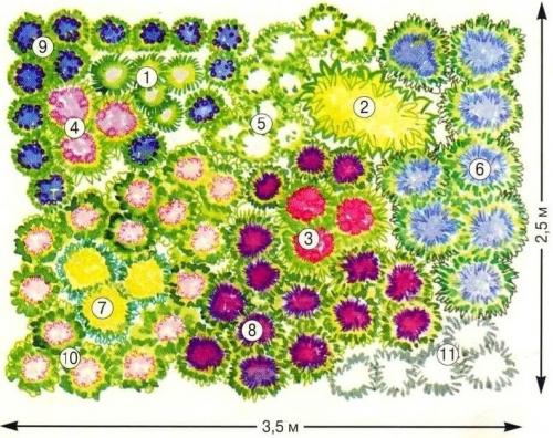8 растений для цветника. Готовые схемы красивых клумб разной формы из многолетних цветов в Подмосковье для начинающих