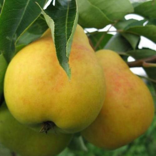 Сорта груш в магазинах.  Кафедральная