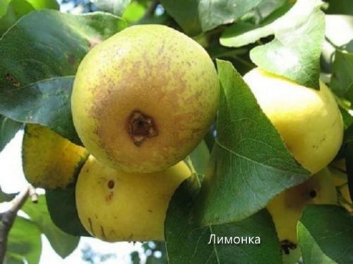 Старинные сорта груш. Сорта груши с фото и описанием: летние, осенние, зимние