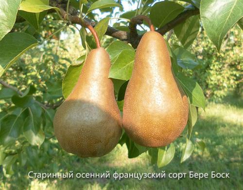 Старинные сорта груш. Сорта груши с фото и описанием: летние, осенние, зимние