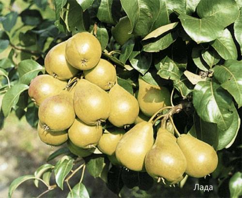 Старинные сорта груш. Сорта груши с фото и описанием: летние, осенние, зимние