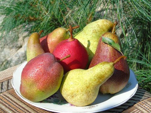 Старинные сорта груш. Сорта груши с фото и описанием: летние, осенние, зимние