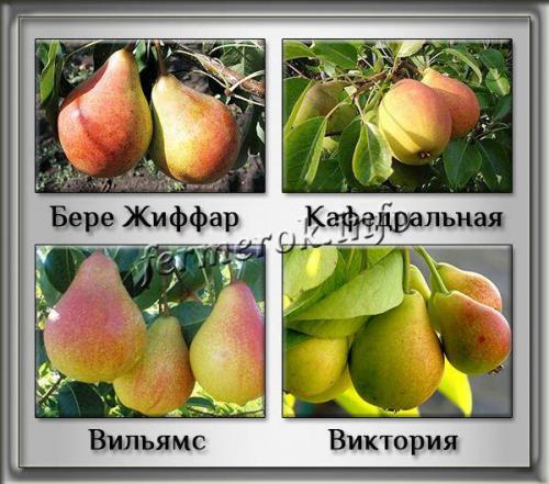Лучшие сорта летней груши. Лучшие сорта ранних груш