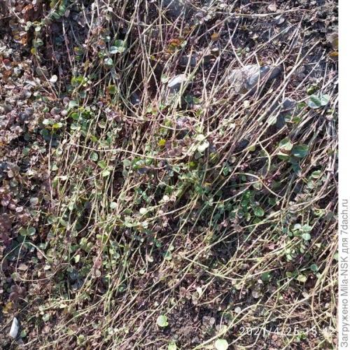 Как правильно ухаживать за многолетними почвопокровными цветами. Расчешите мне косы, пожалуйста, или Уход за почвопокровниками весной