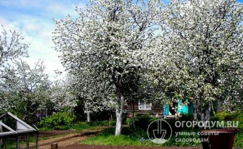 Сорта осенних яблок в средней полосе. Особенности региона