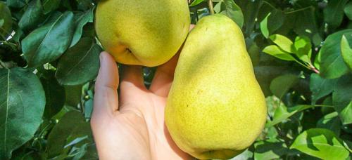Крупноплодные зимние сорта груш. Выбираем самые морозоустойчивые сорта груши