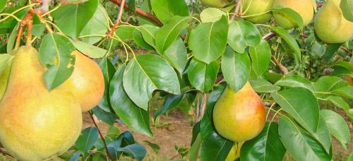 Крупноплодные зимние сорта груш. Выбираем самые морозоустойчивые сорта груши