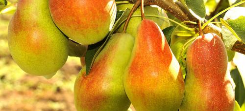 Крупноплодные зимние сорта груш. Выбираем самые морозоустойчивые сорта груши