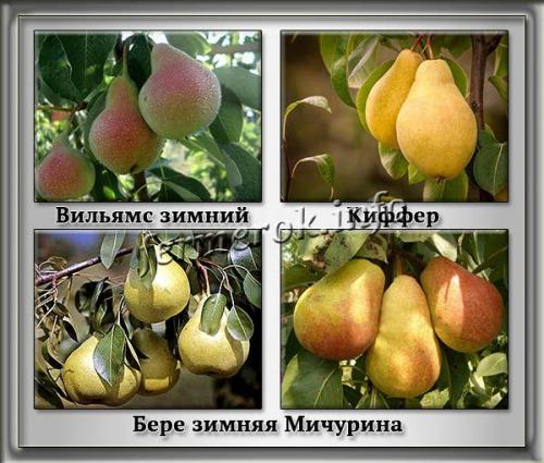 Поздние зимние сорта груш. Поздние сорта для южных регионов России