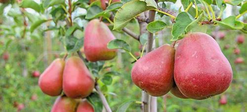 Крупноплодные зимние сорта груш. Выбираем самые морозоустойчивые сорта груши