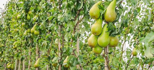 Крупноплодные зимние сорта груш. Выбираем самые морозоустойчивые сорта груши