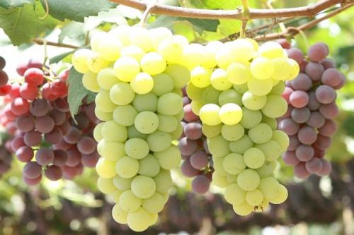 Какие плодовые деревья можно сажать рядом с абрикосом. Соседи абрикоса на участке, с чем сажать рядом