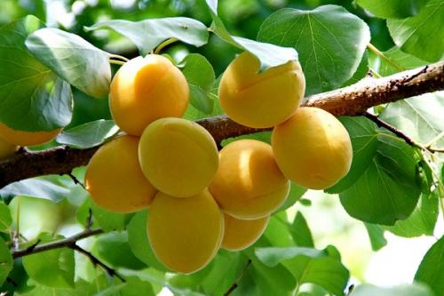 Какие плодовые деревья можно сажать рядом с абрикосом. Соседи абрикоса на участке, с чем сажать рядом