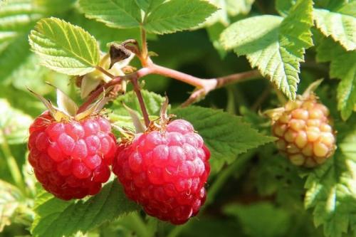 Какие плодовые деревья можно сажать рядом с абрикосом. Соседи абрикоса на участке, с чем сажать рядом