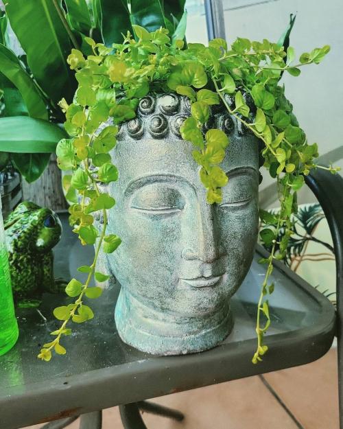 30+ Самых неприхотливых цветов для дачи. 40 Самых неприхотливых растений для сада 03 30+ Самых неприхотливых цветов для дачи. 40 Самых неприхотливых растений для сада 03