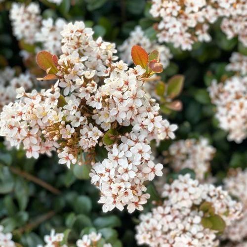 30+ Самых неприхотливых цветов для дачи. 40 Самых неприхотливых растений для сада 06 30+ Самых неприхотливых цветов для дачи. 40 Самых неприхотливых растений для сада 06