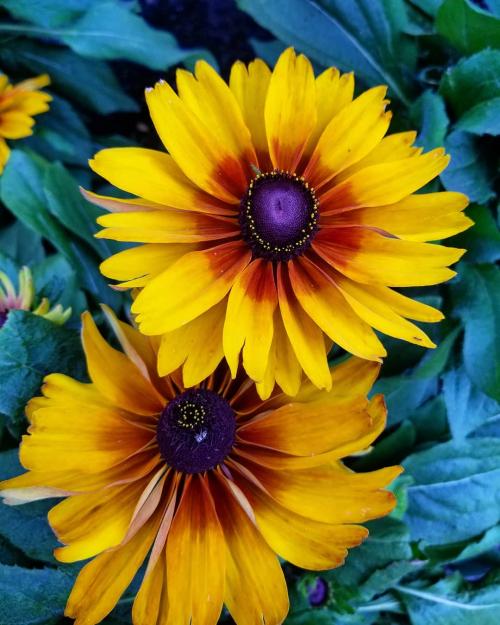 30+ Самых неприхотливых цветов для дачи. 40 Самых неприхотливых растений для сада 05 30+ Самых неприхотливых цветов для дачи. 40 Самых неприхотливых растений для сада 05