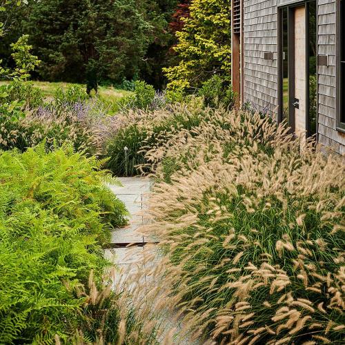 30+ Самых неприхотливых цветов для дачи. 40 Самых неприхотливых растений для сада 04 30+ Самых неприхотливых цветов для дачи. 40 Самых неприхотливых растений для сада 04